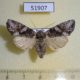 51907p-Noctuidae-Lacanobia-contigua-f-Transbaikal-reg.-6
