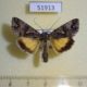 51913p-Noctuidae-Syngrapha-ain-Transbaikal-reg.-5
