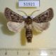 51921p-Noctuidae-Tholera-decimalis-Krasnoyarsk-reg.-6