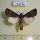 51922p-Noctuidae-Tholera-cespitis-Krasnoyarsk-reg.-8
