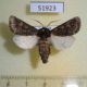 51923p-Noctuidae-Tholera-cespitis-Krasnoyarsk-reg.-7