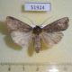 51924p-Noctuidae-Protexarnis-squalida-Krasnoyarsk-reg.-4