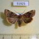 51925p-Noctuidae-Cosmia-camptostigma-Primorye-6