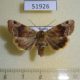 51926p-Noctuidae-Cosmia-camptostigma-f-Primorye-6