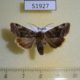 51927p-Noctuidae-Cosmia-camptostigma-Primorye-6