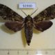 51930p-Sphingidae-Dolbina-tancrei-Primorye-6