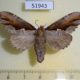 51943p-Notodontidae-Nericoides-leechi-f-Primorye-7