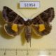 51954p-Noctuidae-Chrysorithrum-flavomaculatum-Primorye-6