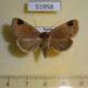 51958p-Noctuidae-Imosca-koreana-Primorye-6