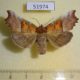 51974p-Noctuidae-Scoliopteryx-libatrix-Transbaikal-reg.-7