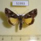 51993p-Noctuidae-Syngrapha-ain-Transbaikal-reg.-5