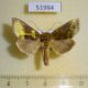 51994p-Noctuidae-Diachrysia-chrysitis-Transbaikal-reg.-7