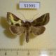 51995p-Noctuidae-Diachrysia-stenochrysis-Transbaikal-reg.-6