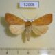 52008p-Noctuidae-Enargia-paleacea-f-Transbaikal-reg.-6