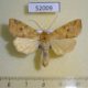 52009p-Noctuidae-Enargia-paleacea-Transbaikal-reg.-6