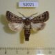 52021p-Noctuidae-Tholera-decimalis-Krasnoyarsk-reg.-6