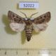 52022p-Noctuidae-Tholera-decimalis-Krasnoyarsk-reg.-6