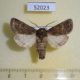 52023p-Noctuidae-Tholera-cespitis-Krasnoyarsk-reg.-7