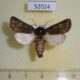 52024p-Noctuidae-Tholera-cespitis-Krasnoyarsk-reg.-8