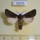 52025p-Noctuidae-Tholera-cespitis-Krasnoyarsk-reg.-8