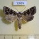 52029p-Noctuidae-Sidemia-bremeri-Primorye-8