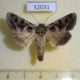 52031p-Noctuidae-Sidemia-bremeri-Primorye-8