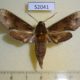 52041p-Sphingidae-Rhagastis-mongoliana-Primorye-6