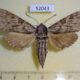 52043p Sphingidae Kentrochrysalis streckeri Primorye $6