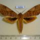 52054p-Sphingidae-Clanis-undulosa-Primorye-8