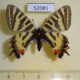 52081p-Papilionidae-Luehdorfia-puziloi-f-Primorye-10