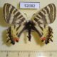 52082p-Papilionidae-Luehdorfia-puziloi-f-Primorye-10