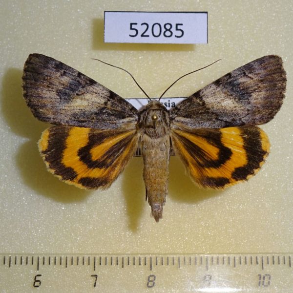 Noctuidae Catocala proxeneta Primorye