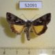 52091p-Noctuidae-Syngrapha-ain-Transbaikal-reg.-5
