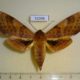 52098p-Sphingidae-Clanis-undulosa-Primorye-9