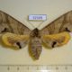 52105p-Sphingidae-Marumba-maackii-f-Primorye-13
