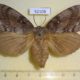 52108p-Lasiocampidae-Dendrolimus-superans-f-Transbaikal-reg.10