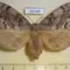 52109p-Lasiocampidae-Dendrolimus-superans-f-Transbaikal-reg.10