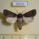 52111p-Noctuidae-Tholera-cespitis-Krasnoyarsk-reg.-7