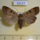 52117p-Noctuidae-Sineugraphe-bipartita-f-Primorye-7