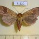 52120p-Noctuidae-Mythimna-divergens-Primorye-6
