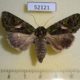 52121p-Noctuidae-Trachea-atriplicis-f-Primorye-7