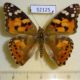 52125p-Nymphalidae-Vanessa-cardui-Primorye-5