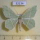 52134p-Geometridae-Geometra-sponsaria-Primorye-5