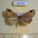 52144p-Noctuidae-Imosca-koreana-Primorye-6