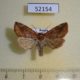 52154p-Noctuidae-Cosmia-pyralina-Primorye-6