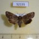 52155p-Noctuidae-Cosmia-unicolor-Primorye-5