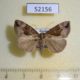 52156p-Noctuidae-Hypena-stygiana-Primorye-8