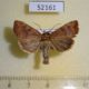 52161p-Noctuidae-Cosmia-trapezina-Primorye-4