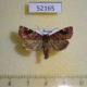 52165p-Noctuidae-Cosmia-cara-Primorye-6