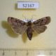 52167p-Noctuidae-Hermonassa-arenosa-amurensis-Primorye-7